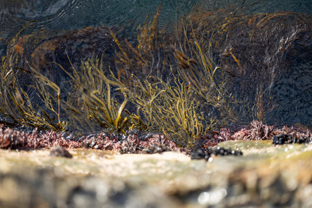 seaweed in the water, kelp growing in the ocean in australia