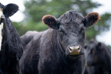 angus cow australia close up in australiaの写真素材