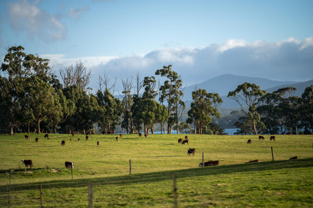 Cows grazing in the paddock on a farm in Tasmania, Australia