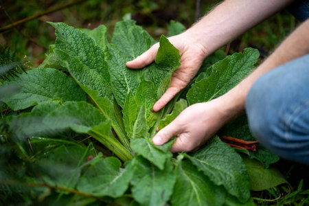 Close-up of a young man's hands picking up fresh green leaves from the ground