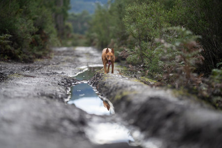 kelpie dog off lead in the bush in a trail in australiaの写真素材