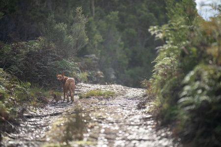 kelpie dog off lead in the bush in a trail in australiaの写真素材