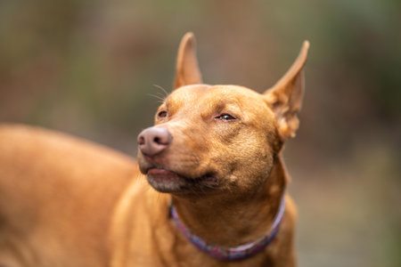 kelpie dog off lead in the bush in a trail in australiaの写真素材