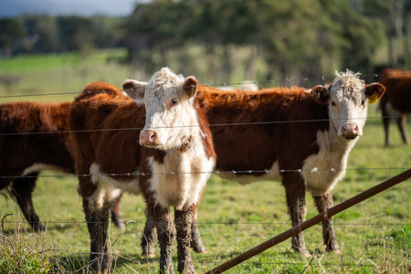 hereford cows grazing in a field on a farmの写真素材