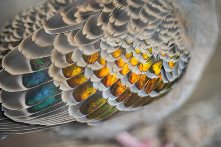 close up bronze wing dove bird in the australian bush in spring