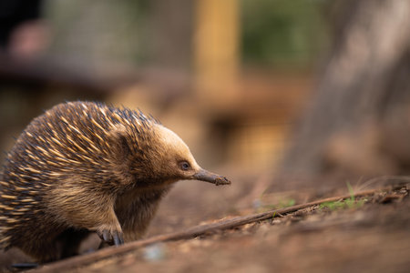 Beautiful echidna in the Australian bush, in the tasmanian outback. Australian wildlife in a national park in Australia in springの写真素材