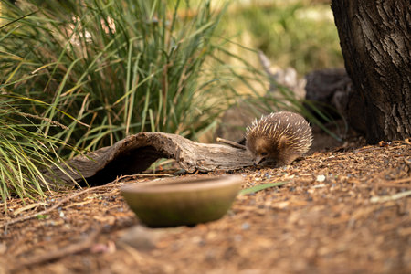 Beautiful echidna in the Australian bush, in the tasmanian outback. Australian wildlife in a national park in Australia in springの写真素材