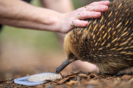 Beautiful small echidna in the Australian wildlife park being fed with its tongue outの写真素材