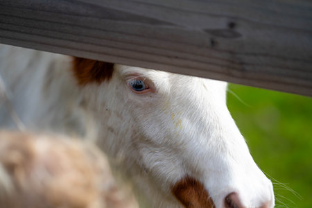 blonde baby meeting a horse on a farmの写真素材