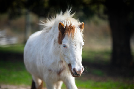 horse farm in the hills in australiaの写真素材