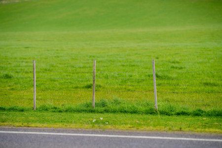 green grass on a farm in australia in springの写真素材