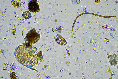 fungal hyphae on a soil sample on a farm. fungi storing carbon in the soil on a ranch