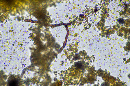 fungal hyphae on a soil sample on a farm. fungi storing carbon in the soil on a ranch