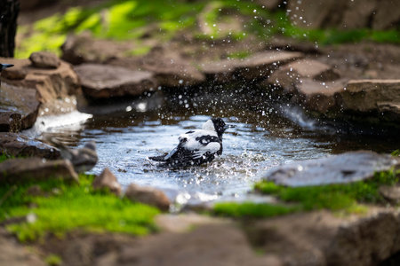 Bird taking a bath in a small pond with water splashes.