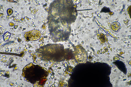 fungal hyphae and soil fungi in a soil sample, showing the living soil form a farm