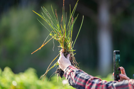 regenerative organic female farmer, taking soil samples and looking at plant growth in a farm. practicing sustainable agriculture. Taking a photo with her phone in australiaの写真素材