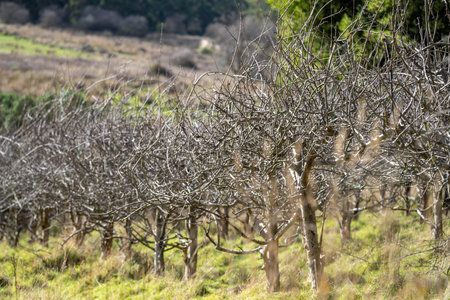 Dormant Over grown apple tree that need pruning in a field  in australia