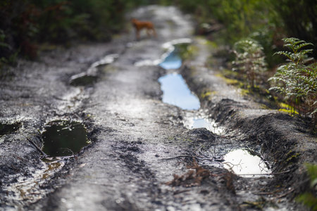 Puddles on the ground in the forest. Selective focus.の写真素材