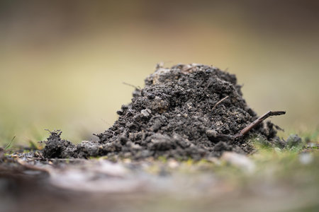 Ants nest on the ground in the forest. Shallow depth of field.の写真素材