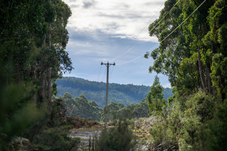 Electricity post in the forest with blue sky and white clouds.の写真素材