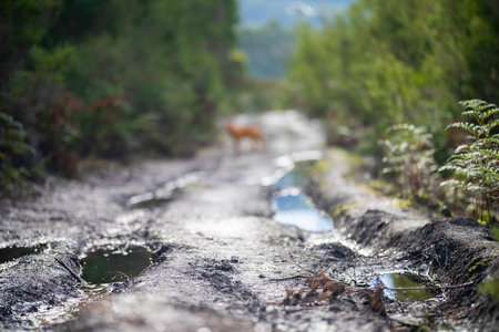Rear view of a wild deer walking in a muddy road.の写真素材