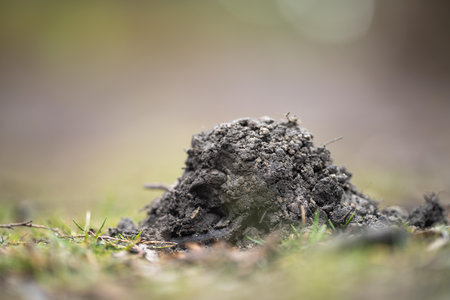 Ants nest on the ground in the forest, close-upの写真素材