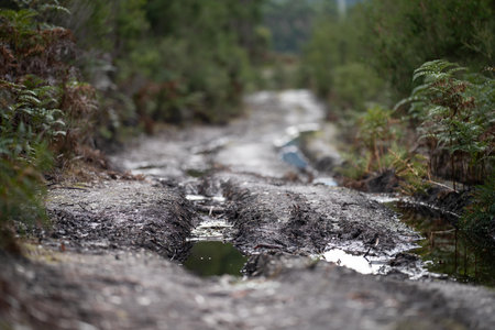Dirt road in the forest on a rainy day. Shallow depth of field.の写真素材