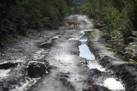Dogs on the road in the forest. Shallow depth of field.の写真素材