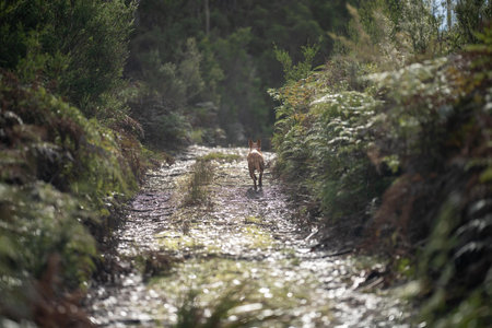 kelpie dog off lead in the bush in a trail in australiaの写真素材