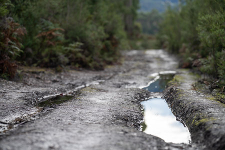 Muddy road in the forest with puddles of water.の写真素材