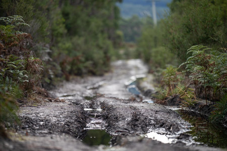 Dirt road in the forest. Selective focus with shallow depth of field.の写真素材