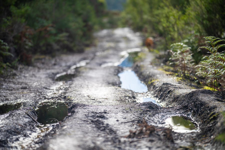 Dirt road in the forest with puddles of water.の写真素材