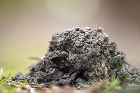 Ants nest on the ground in the forest. Shallow depth of fieldの写真素材