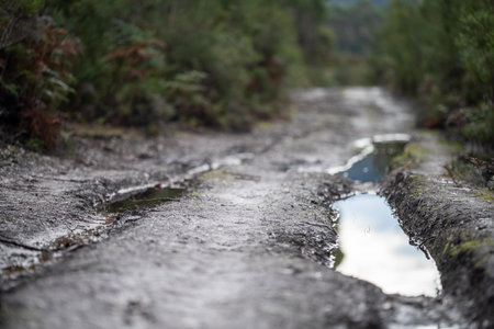 Puddle in the middle of the forest. Shallow depth of field.の写真素材