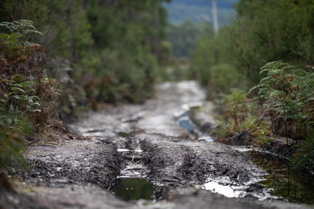 Rural road in the forest, with puddles and mudの写真素材