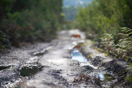 Horse in a mud puddle on the road in the forestの写真素材