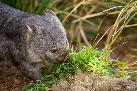 Beautiful wombat in the Australian bush, in a tasmanian park. Australian wildlife in a national park in Australia eating grassの写真素材