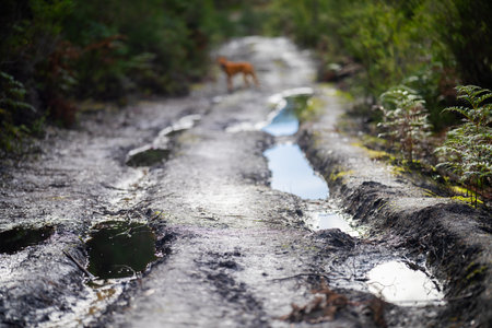 Dogs in the middle of a wet road in the forest.の写真素材