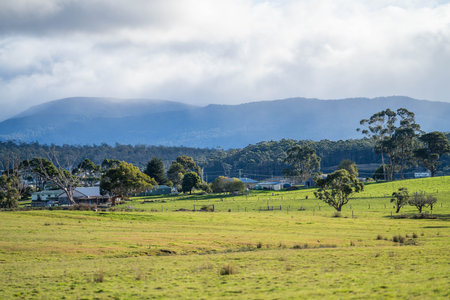 Beef cows and calves grazing on grass in springの写真素材
