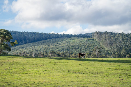 cow eating grass in a field at duskの写真素材