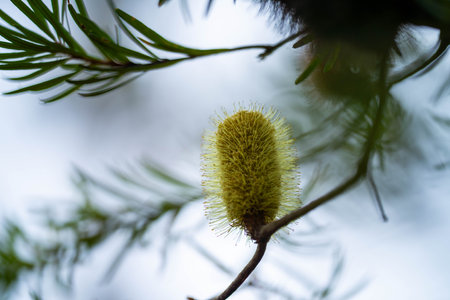 child holding a banksia flower in hands in australiaの写真素材