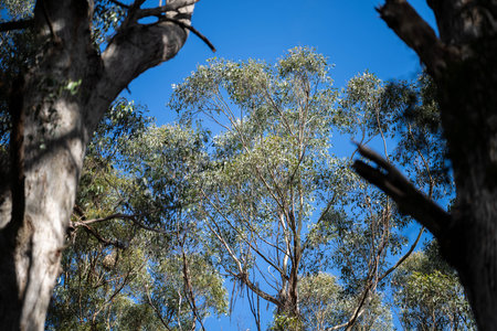 native gum tree growing in a forest in a national park in australia in the bush