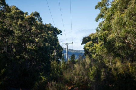native gum tree growing in a forest in a national park in australia in the bushの写真素材