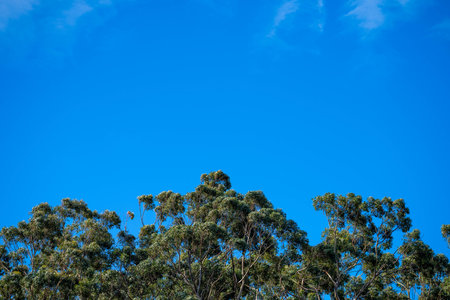 native gum tree growing in a forest in a national park in australia in the bush