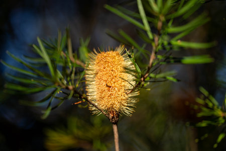 Flower of the spruce tree (Callistemon sp.)の写真素材