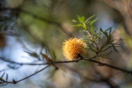 bright native yellow banksia flower in spring in a national park in australiaの写真素材