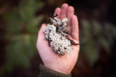 plant scientist holding lichen in the australian bushの写真素材