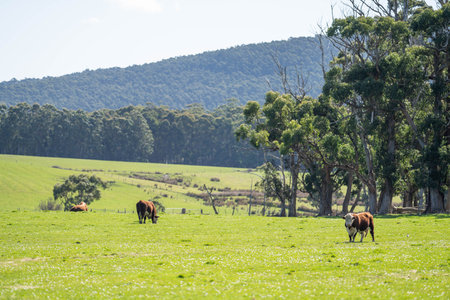 Cows grazing in the paddock on a sunny day in Australiaの写真素材