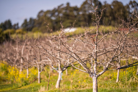 rows of dormant apple trees in an orchard on a farmの写真素材