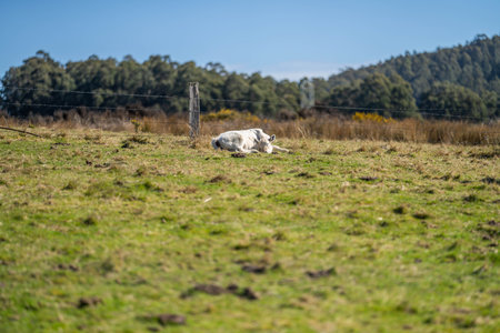 murray grey cows on a farm in america texasの写真素材